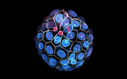 Shadocks and embryos, same fight