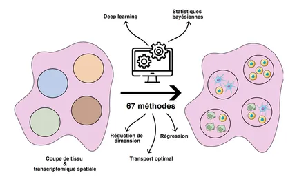 Transcriptomique spatiale : nouveau guide pour mieux étudier la spatialité des cellules dans les tissus