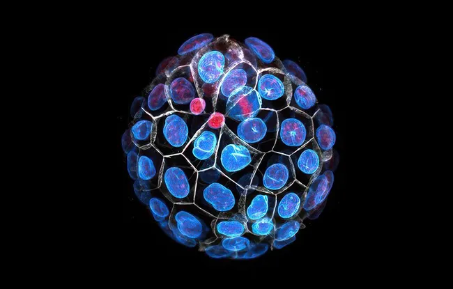 Shadocks and embryos, same fight