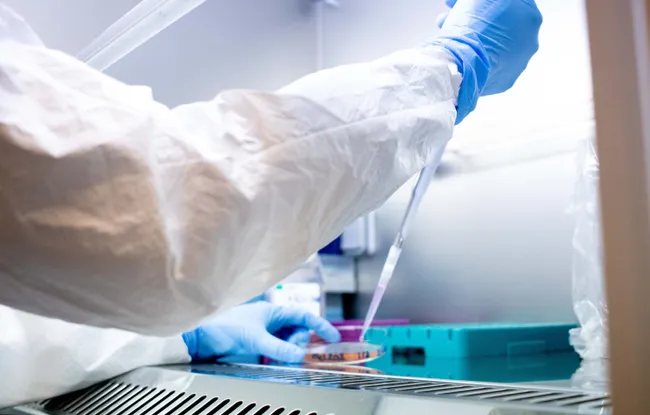 Division cellulaire : comment une modification épigénétique protège nos chromosomes