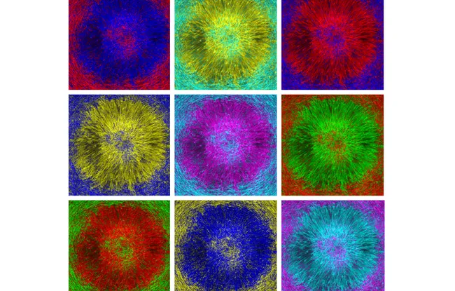 Ce que la physique nous apprend sur le rôle des défauts d’organisation cellulaire dans la naissance d’un tissu tridimensionnel