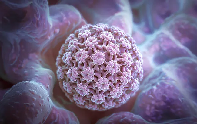 Papillomavirus - HPV