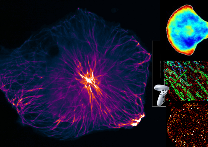 fluorescent microscopy images of cells