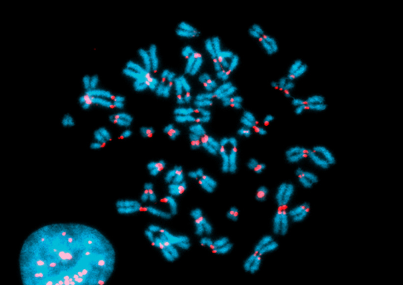 Image de chromosomes dont le centromère est coloré