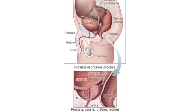anatomie-prostate