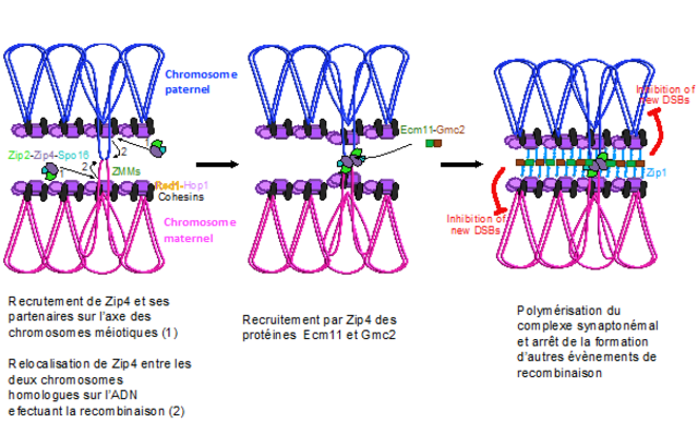 Schéma des interactions fonctionnelles entre recombinaison et complexe synaptonémal.