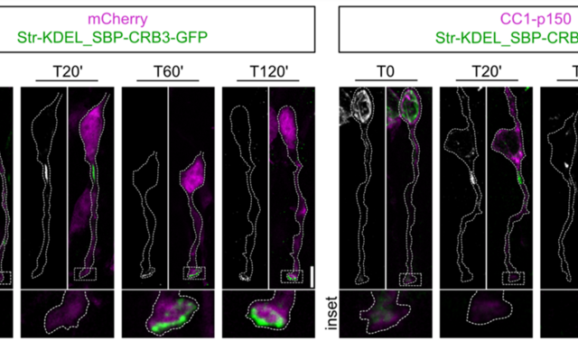 RUSH assay for CRB3-GFP in control (mcherry) and dynactin-inhibited radial glial cells (CC1-p150-dsRed), electroporated at E.15.5 and imaged at E16.5. CRB3 is retained in the endoplasmic reticulum until the addition of biotin, which releases it for trafficking. Upon dynein/dynactin inhibition, Crumbs fails to reach the apical surface. 