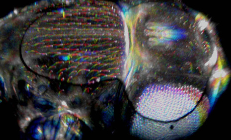 Image en 4D d'une pupe de Drosophile lors de sa métamorphose
