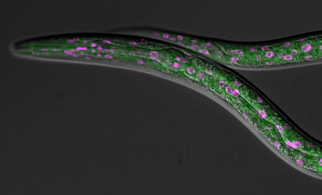 C. elegans strain to follow miRNA expression in real-time