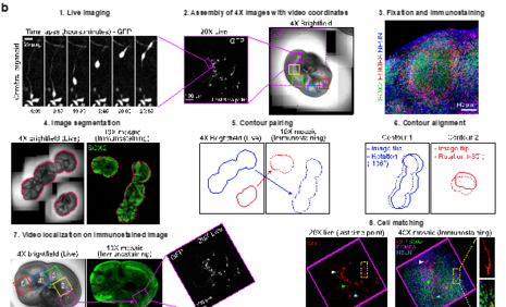 Schematic representation of correlative microscopy pipeline. B. Step-by-step protocol for semi-automated correlative microscopy. (1) bRG cells are live imaged for 48 hours. (2) 4X brightfield images containing the video coordinates are assembled. (3) Organoid slices are fixed, immunostained for SOX2, EOMES and NEUN and imaged. (4) Images are automatically segmented to outline slices from live and fixed samples. (5) Slice contours are automatically paired based on shape and area and (6) aligned (including a 