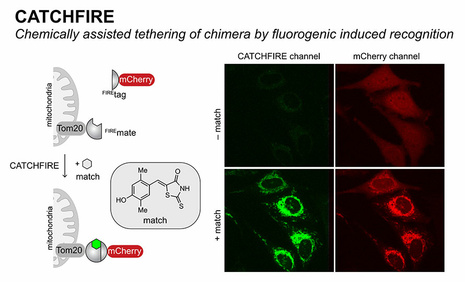 CATCHFIRE en action dans des cellules mammifères co-exprimant la protéine de la membrane externe des mitochondries Tom20 fusionnée à FIREmate et la protéine fluorescente rouge mCherry fusionnée à FIREtag. 