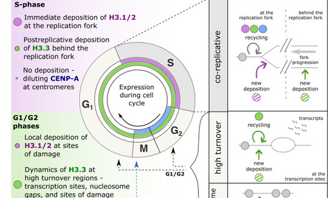 The cell-cycle choreography of H3 variants shapes the genome - Figure