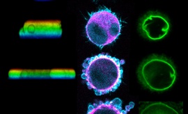 Différentes vues d'une cellule soumise à une aplatissement progressif et de son noyau.